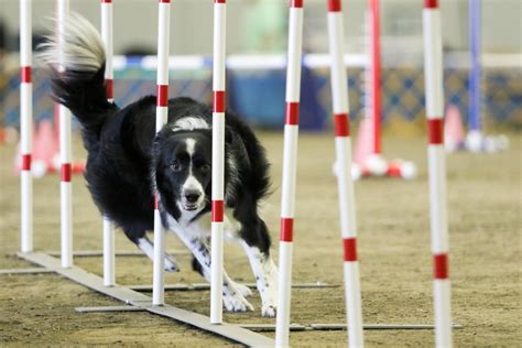 Why Agility Needs to be a Part of Your Daily Business Practice - Mojo ...