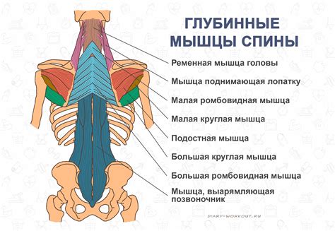 Мышцы спины строение и функции