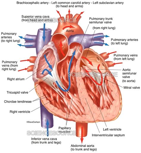 Photograph Heart Interior Labeled Illustration Science Source Images