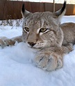 Lux cat in the snow 😊 #lux #cat #wildcat | Adorable kittens funny, Wild ...