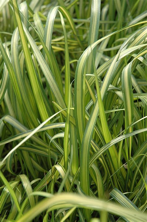 El Dorado Feather Reed Grass Calamagrostis X Acutiflora