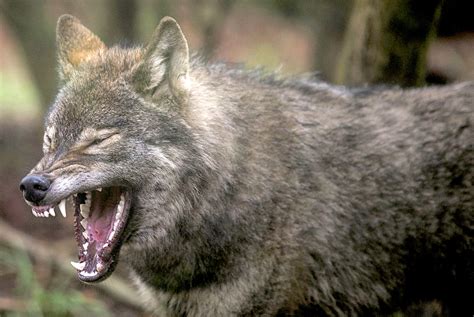 Wolves Leaving Radioactive Area Around Chernobyl Raise Mutant Fears