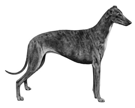greyhound wisdom panel