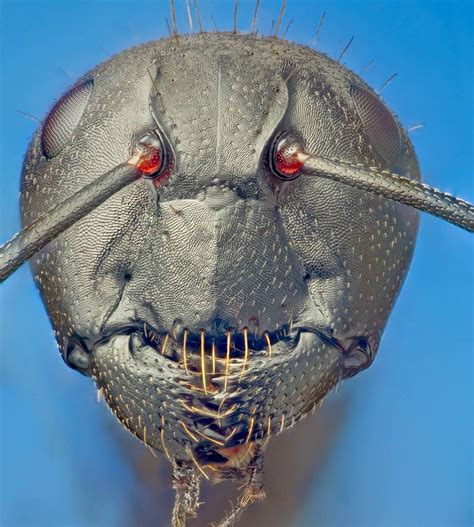 🔥 A Close Up Picture Of An Ants Face Rnatureisfuckinglit