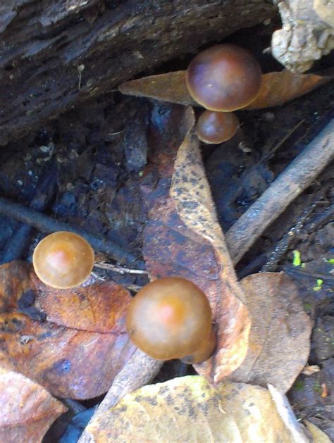 Psilocybe Silvatica Mushroom Hunting And Identification Shroomery