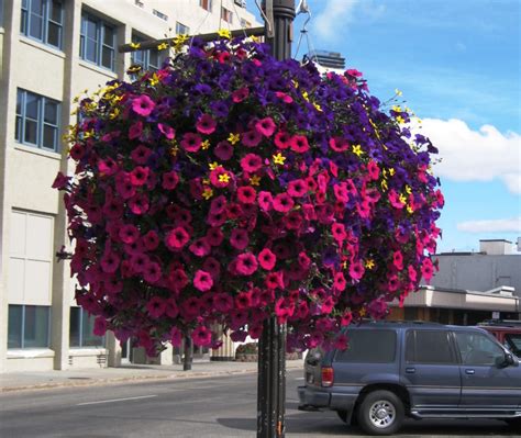 Vibrant Hanging Baskets—a Recipe For Success It Grows In Alaska