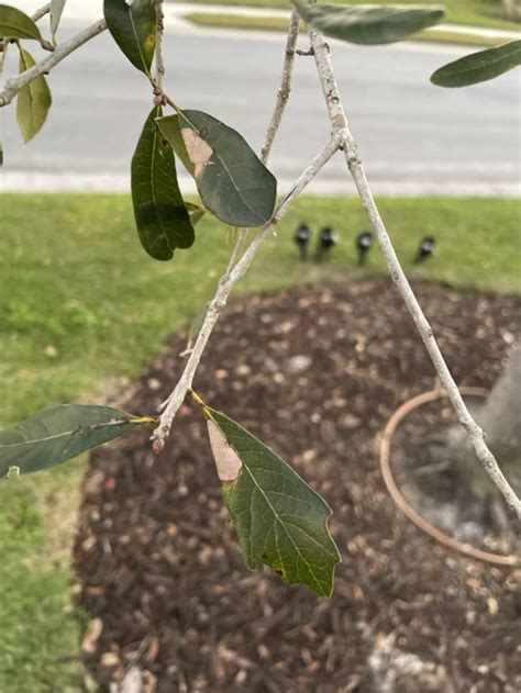 Diseases Live Oak Brown Spots On Leaves In South Florida Gardening