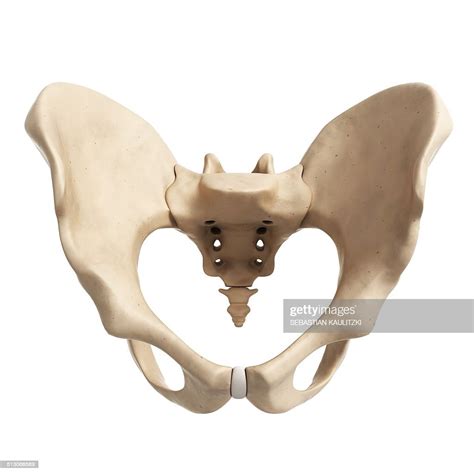 Human Hip Bone Artwork High Res Vector Graphic Getty Images