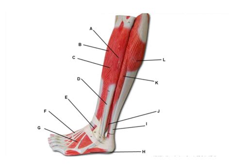 Muscular Lateral Leg 2 Diagram Quizlet