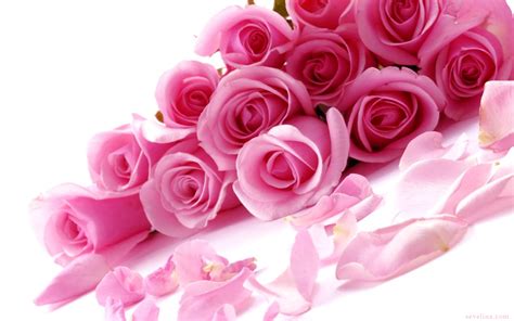 Pink Roses On Valentine — Картинки и Рисунки