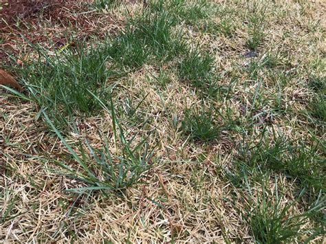 Grassy Type Weed In Bermuda Grass Lawnsite™ Is The Largest And Most