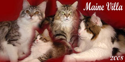 Our maine coon kittens are vet checked, well socialized and are striking examples of the maine coon breed! Maine Villa's Contract @ mainecoonsohio2.mainevilla.com