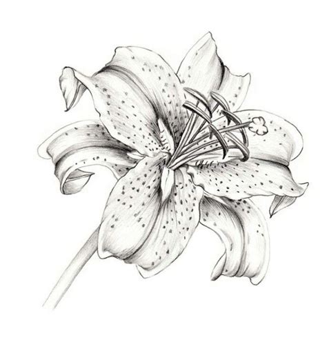 Stargazer Lilly Lily Flower Tattoos Lilies Drawing Lily Tattoo Design