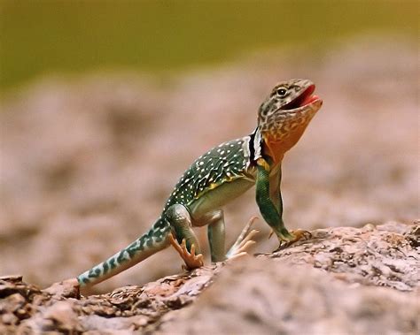 Male Collared Lizard Reptile Fact