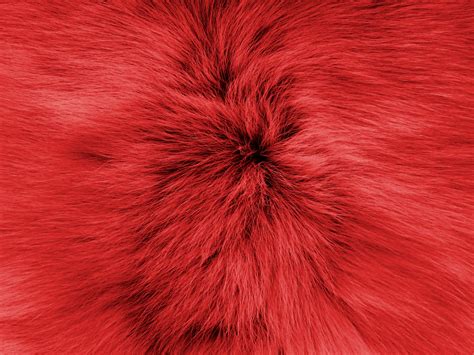 Red Soft Fur Background Free Stock Photo Public Domain Pictures