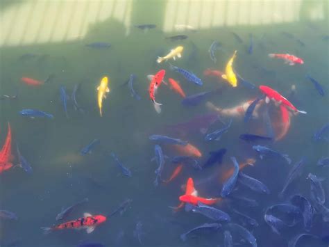 Are Koi Fish Born Black What You Need To Know About Baby Koi Pond Heaven