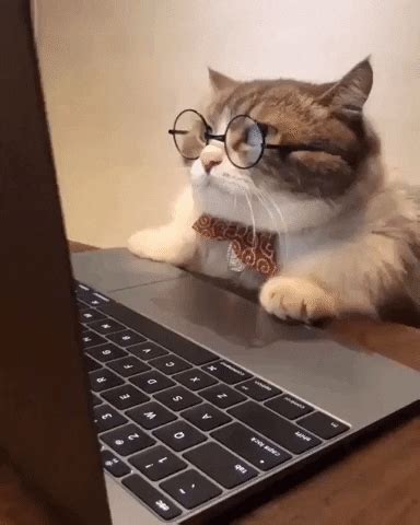 Typing cat funny cat video подробнее. Computer Cat GIFs - Get the best GIF on GIPHY