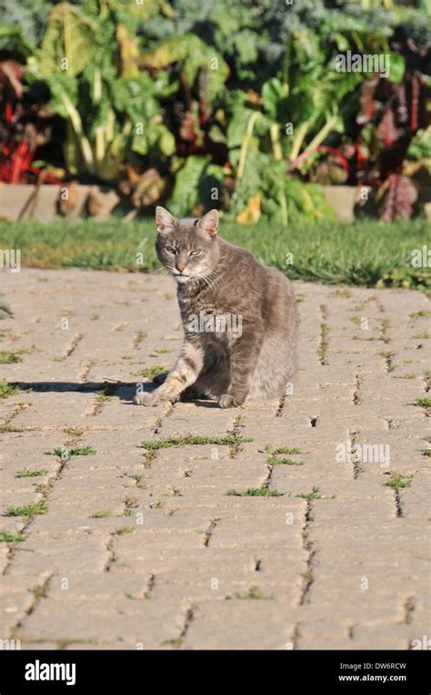 Barn Farm Cat Stock Photo Alamy