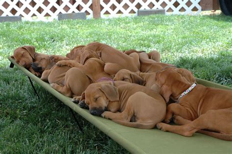 Such Good Dogs Breed Of The Month Rhodesian Ridgeback
