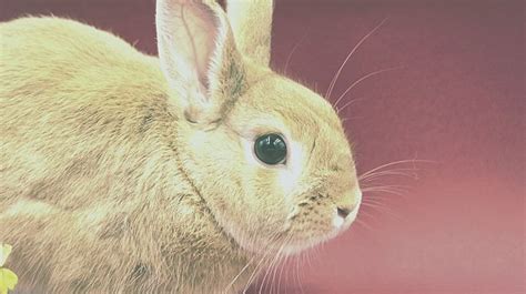 The Spiritual Meaning Of Seeing A Brown Rabbit Idreamedthis