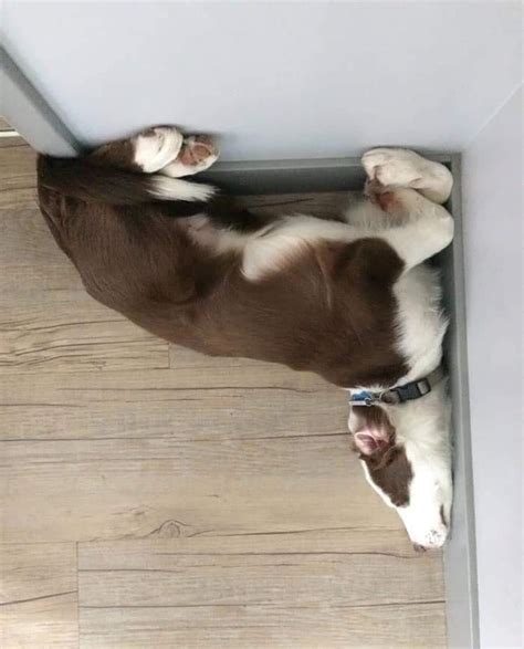 30 Photos Of Dogs Managed To Fall Asleep In Hilariously Awkward