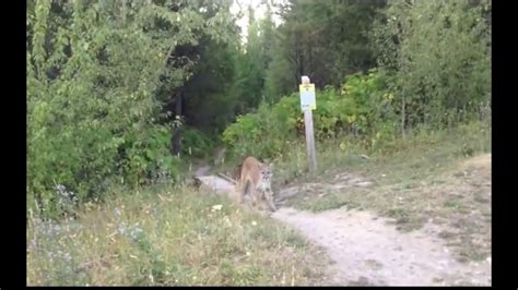 How To Survive A Cougar Encounter Youtube