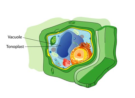 Central Vacuole Definition Function Structure And Quiz Biology
