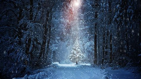 Hd Wallpaper Snow And Lights On Tree In The Forest Christmas