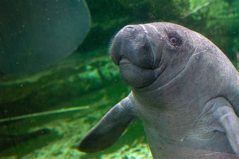 Manatee Fin