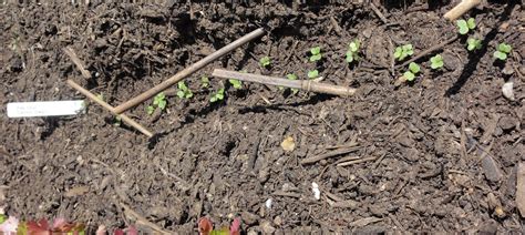 Get soil testing done today. Gwenfar's Garden and other musings: Problem: growing ...