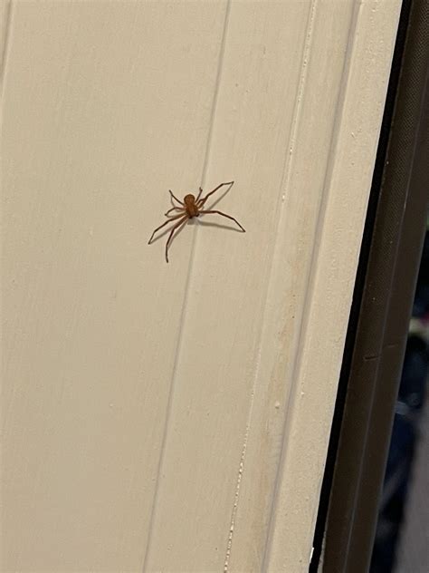 Is This A Brown Recluse Rwhatsthisbug