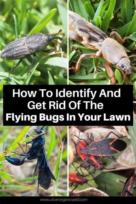 Are You Wondering What Are The Flying Bugs In Your Lawn Here How To