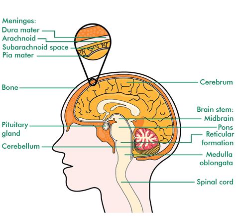 Central Nervous System Diagram Brain The Central Nervous System Irish
