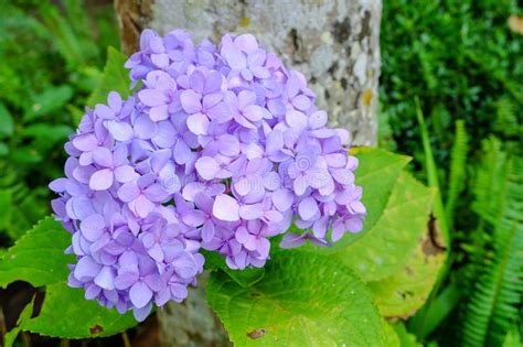 Portacandele a forma di fiore portacandele per 7 candele. Fiori Dell'ortensia Di Palla-forma Di Violet Purple ...