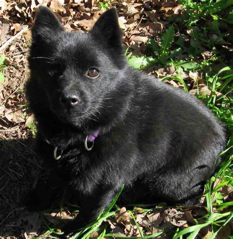 How Many Puppies Can Schipperke Give Birth To