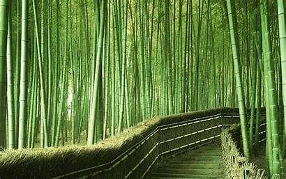 Bamboo Plant Wallpapers Forest Desktop Japan Nature