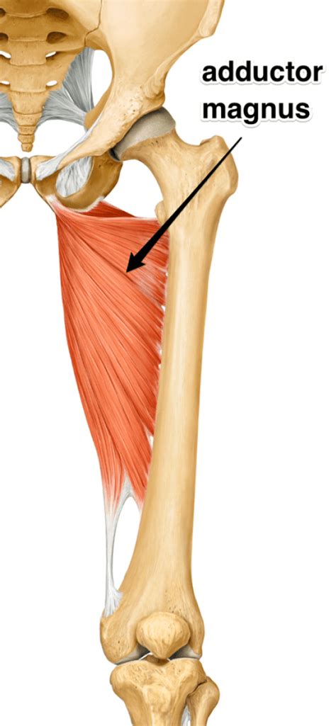 Adductor Magnus Muscle Hip Flexor Psoas Release Muscle Anatomy