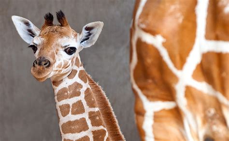 Baby Giraffes Wallpaper