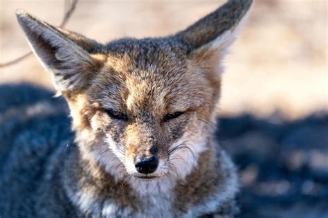 Premium Photo South American Gray Fox Lycalopex Griseus Or Zorro