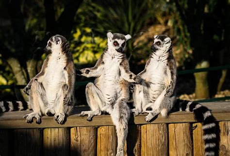 Funny Lemur Stock Photos Pictures And Royalty Free Images Istock