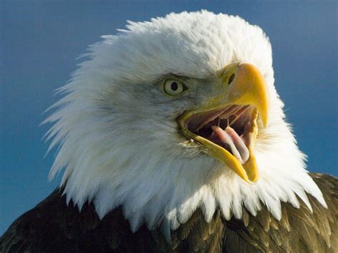 American Bald Eagle Wallpaper Wallpapersafari