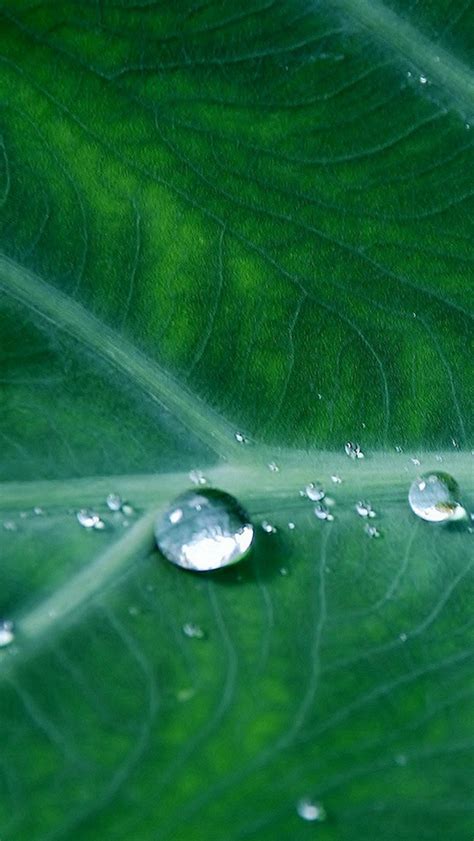 Leaf Water Spring Green Nature Rain Iphone Wallpapers Free Download