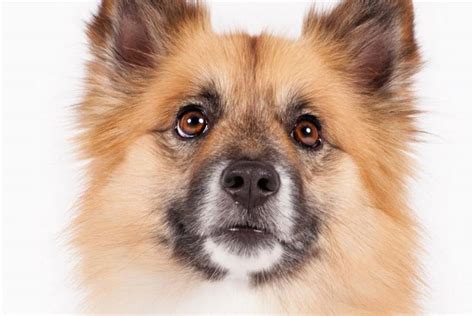 Icelandic Sheepdog Dog Breed Information American Kennel