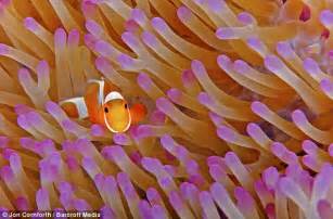Nemo Found Incredible Images Of Clownfish Sheltering In Deadly