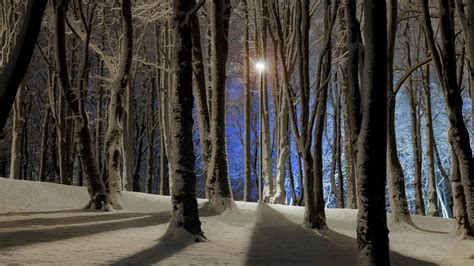 Winter Forest At Dusk