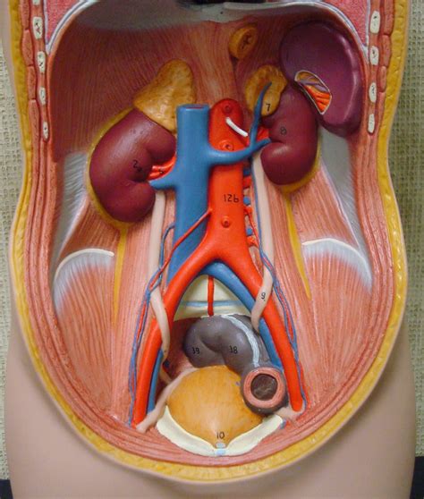 The appendix is located in the lower right hand side of the abdomen. Human Medical Physiology: Renal Physiology