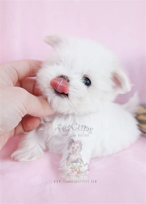 Top 5 most popular animals on the internet boo the cutest dog look alike. Maltese Puppies South Florida | Teacups, Puppies & Boutique