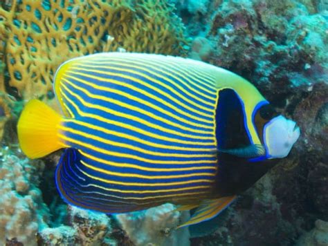 Emperor Angelfish Care Everything You Need To Know