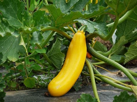 Classification of vegetables by parts used. Free Images : field, fruit, flower, food, produce ...