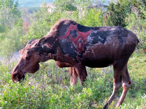 Send quote to your friend. Moose struck by lightning : natureismetal